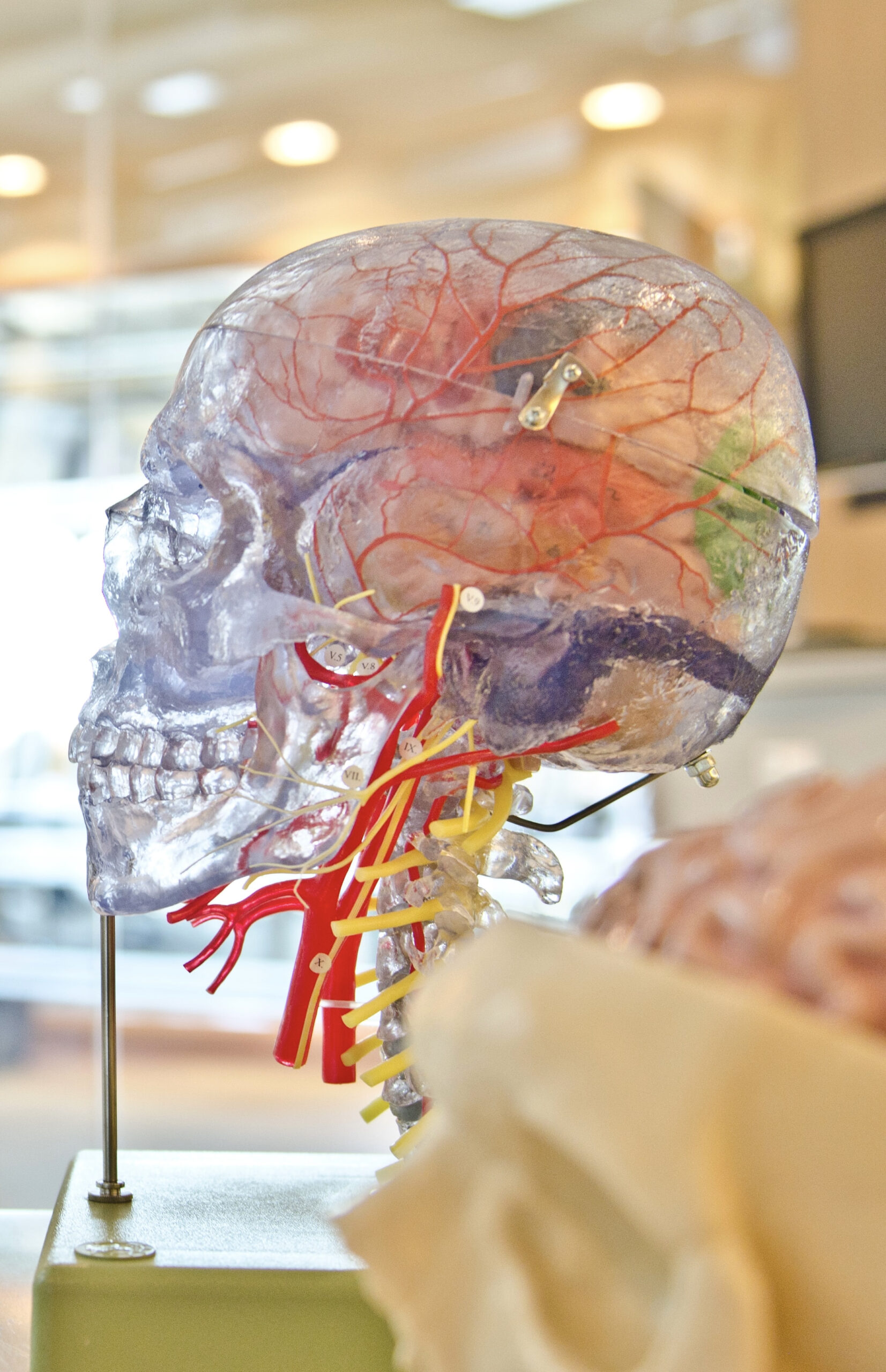 neuroscience descript 2 neuroscience descript 2